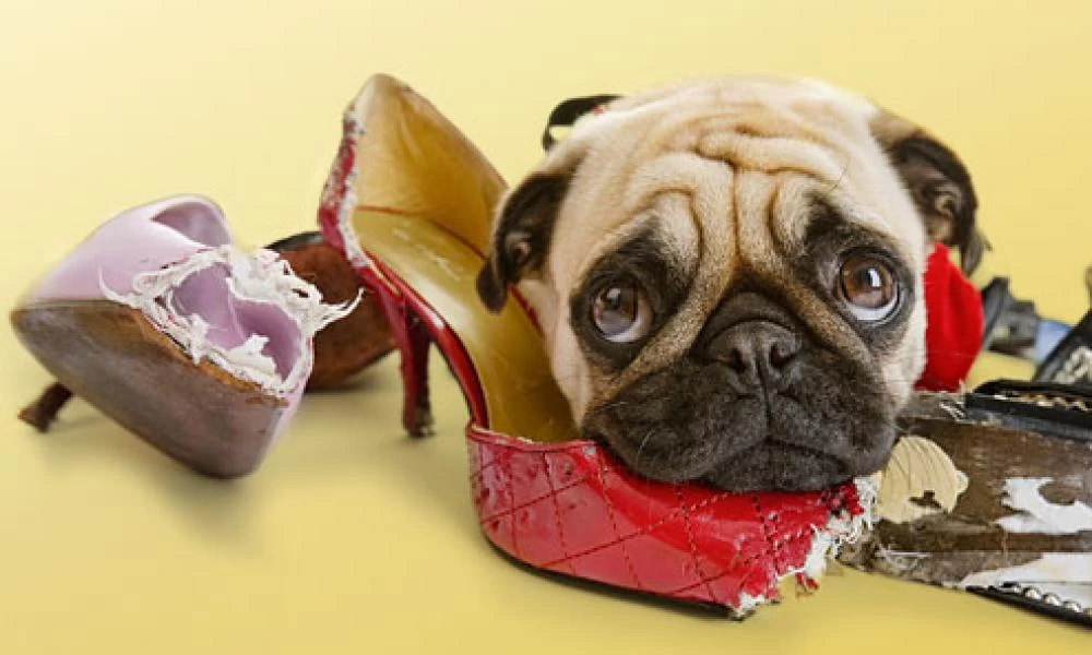 Σκυλάκι παίρνει απίστευτη φάτσα όταν το πιάνουν στα πράσα!